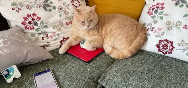 Kater „Simba“, der König der Healys
