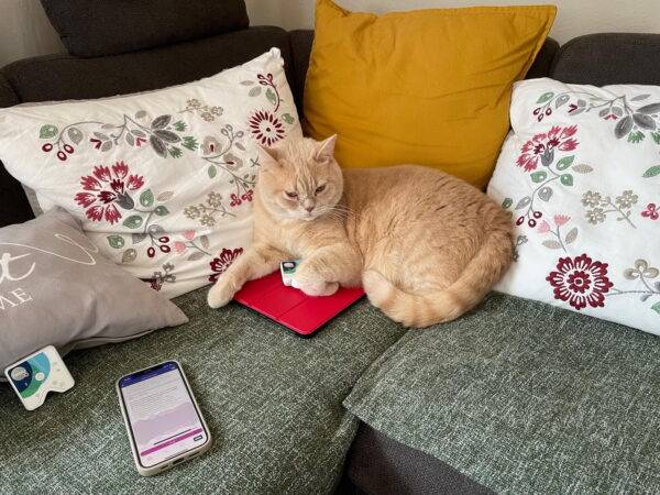 Kater "Simba", der König der Healys kater simba der könig der healys