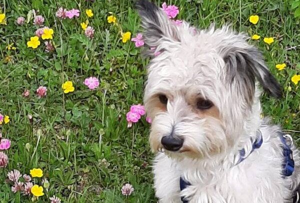 Hund Benji