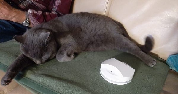 Kater Bobby mit dem Tracker